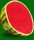 Meloun bez pecek